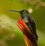 Colibri à poitrine violette