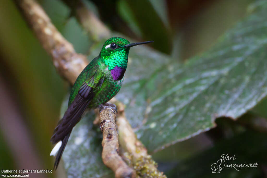 Purple-bibbed Whitetip male adult, identification