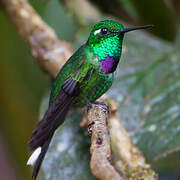 Purple-bibbed Whitetip