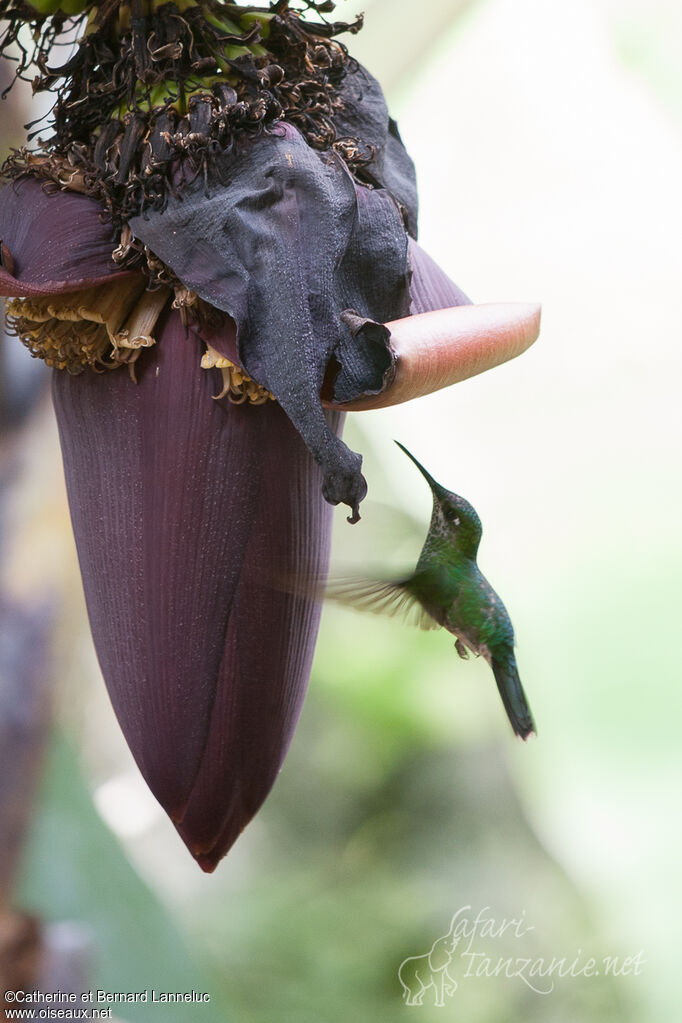 White-vented Plumeleteer