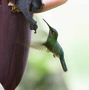 White-vented Plumeleteer