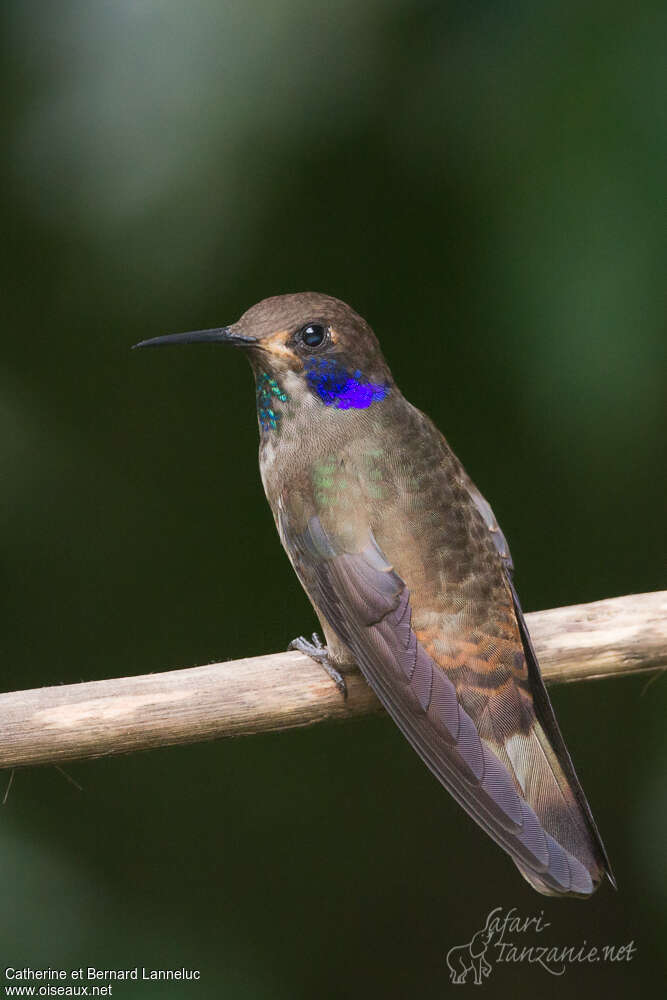 Colibri de Delphineadulte, identification