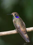 Brown Violetear