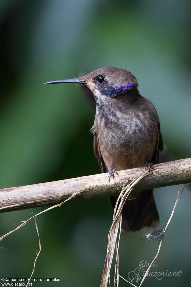 Brown Violetearadult, aspect