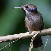 Brown Violetear