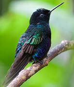 Velvet-purple Coronet