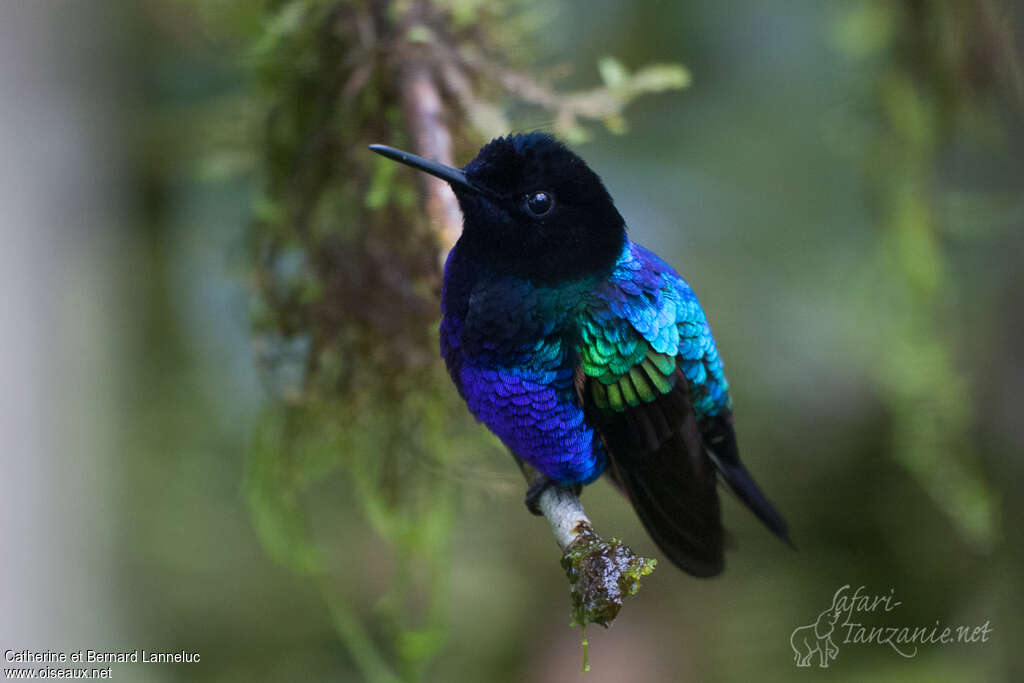 Velvet-purple Coronet male adult, aspect