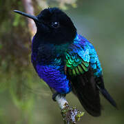 Velvet-purple Coronet