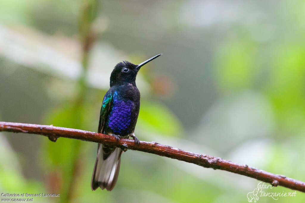 Velvet-purple Coronet male adult, close-up portrait