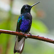 Velvet-purple Coronet