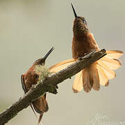 Chestnut-breasted Coronet