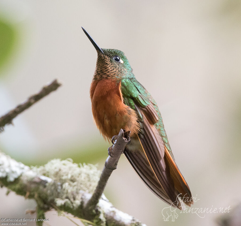 Colibri de Matthewsadulte, identification