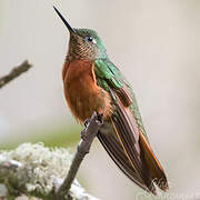 Chestnut-breasted Coronet