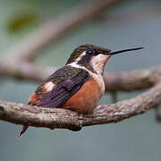 Purple-throated Woodstar