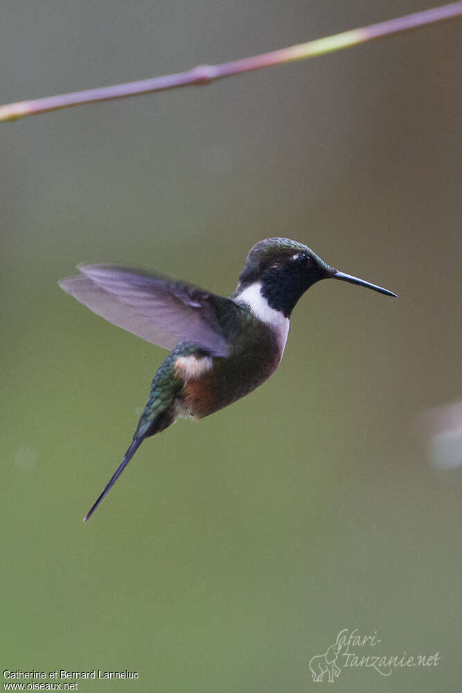 Purple-throated Woodstar male adult, Flight