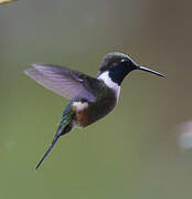 Purple-throated Woodstar