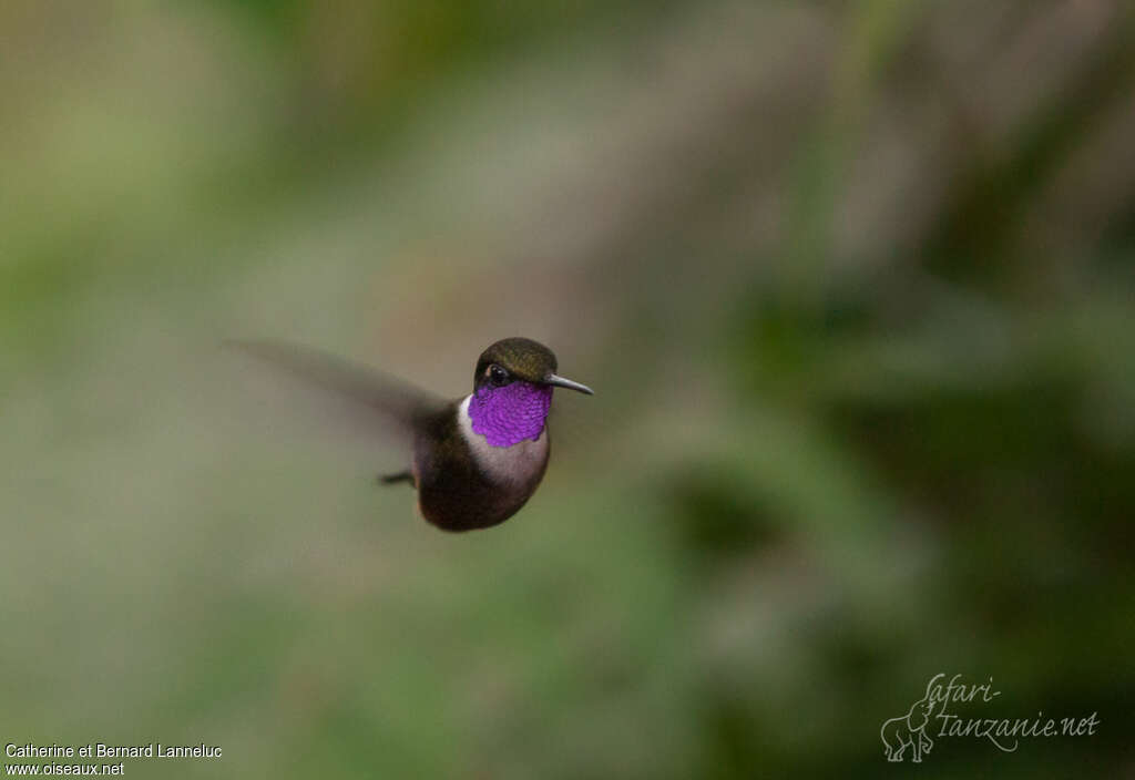 Purple-throated Woodstar male adult, close-up portrait, Flight