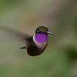 Colibri de Mitchell