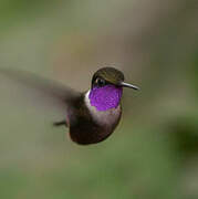 Purple-throated Woodstar