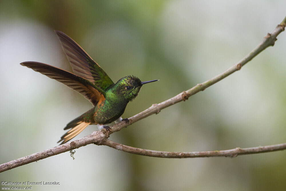 Colibri flavescentadulte, Vol