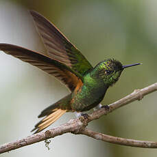 Colibri flavescent