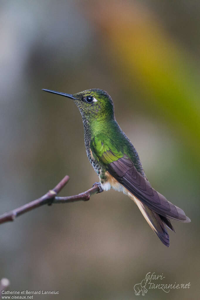 Colibri flavescentadulte, identification