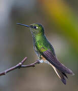 Buff-tailed Coronet