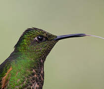 Buff-tailed Coronet