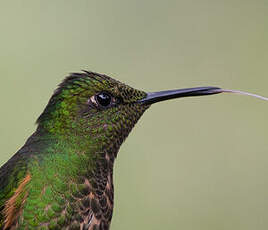 Colibri flavescent