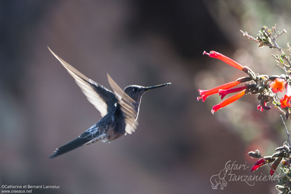 Colibri géantadulte, Vol, régime