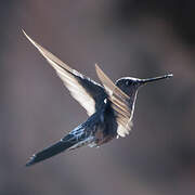 Giant Hummingbird