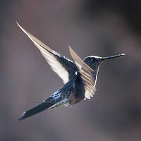 Colibri géant