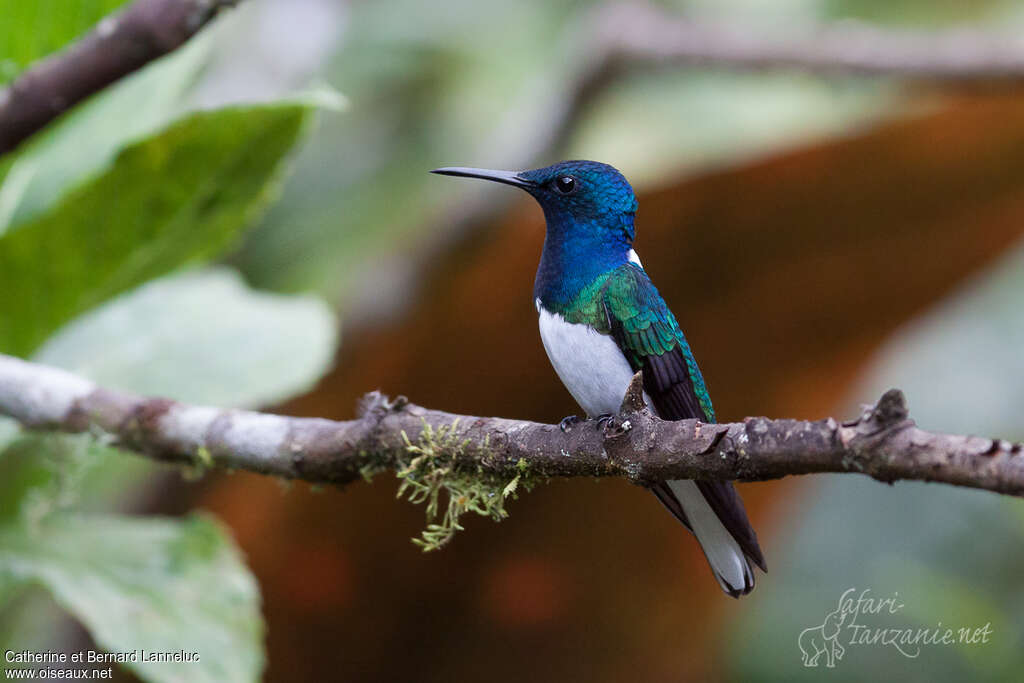 White-necked Jacobin male adult breeding, identification