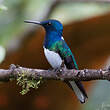 Colibri jacobin