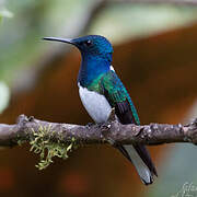 White-necked Jacobin