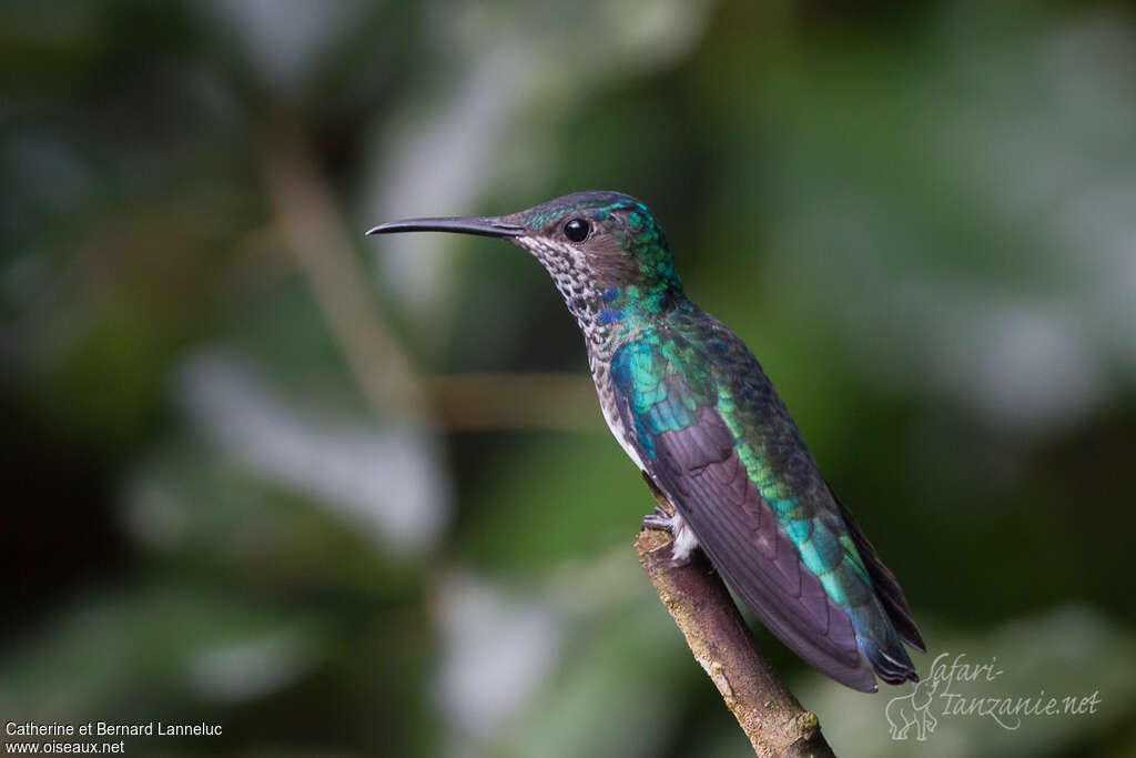 Colibri jacobin mâle immature, identification