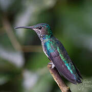 White-necked Jacobin