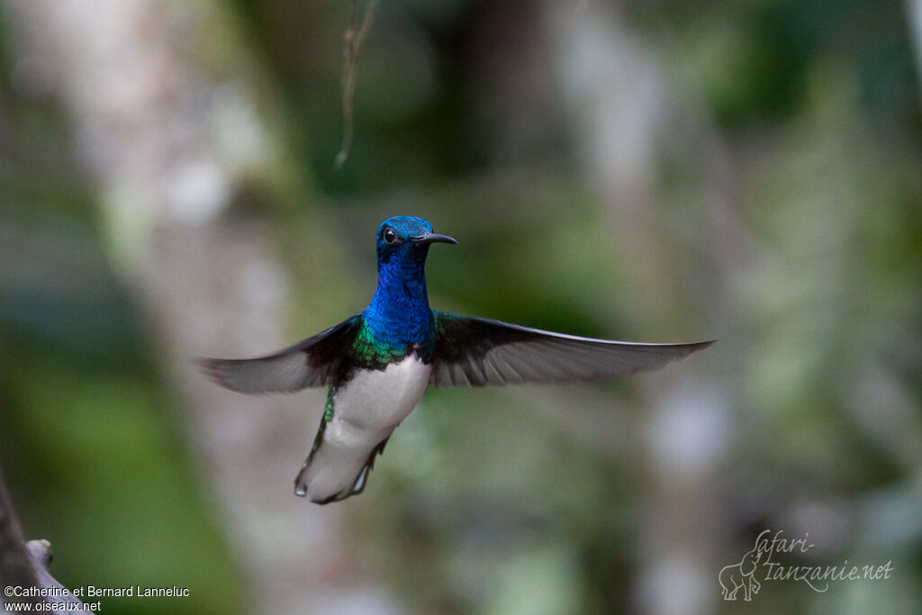 White-necked Jacobin male adult, Flight