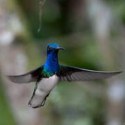 White-necked Jacobin