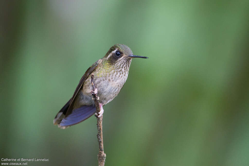 Colibri mouchetéadulte, portrait