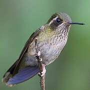 Colibri moucheté