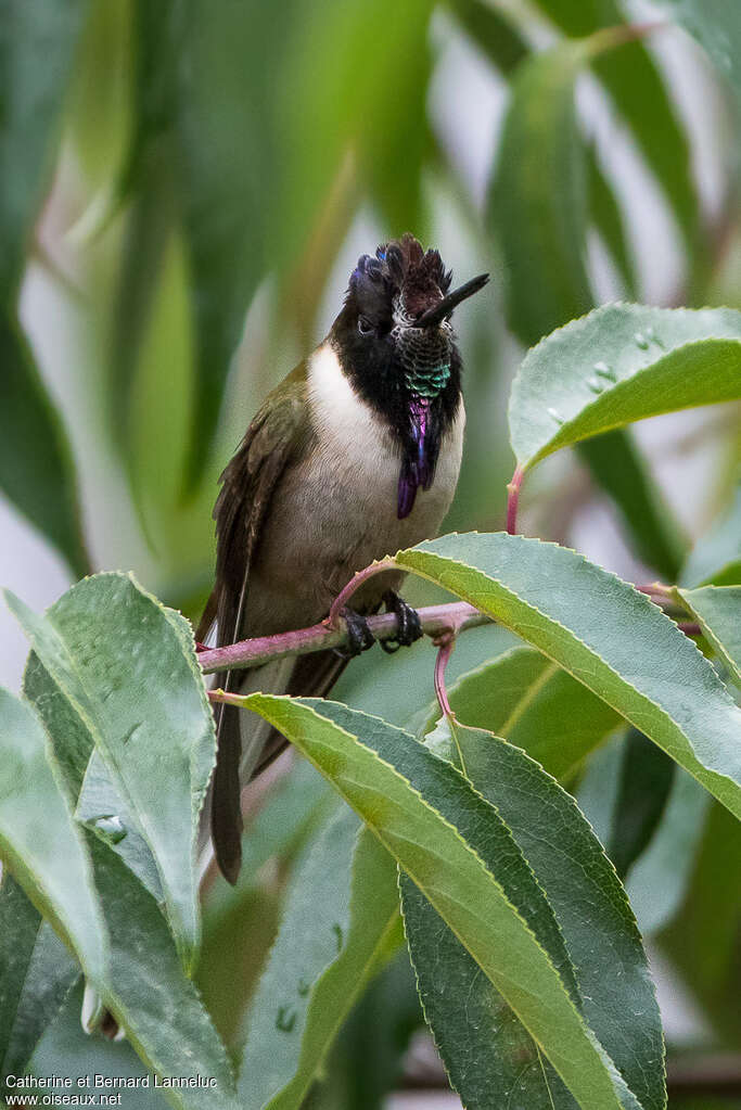 Colibri noble mâle adulte, composition