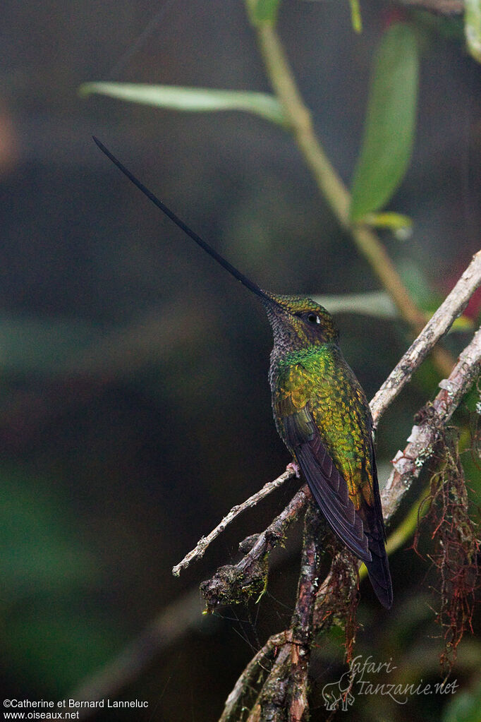 Colibri porte-épée