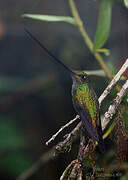 Sword-billed Hummingbird