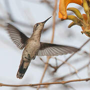 Ruby-topaz Hummingbird