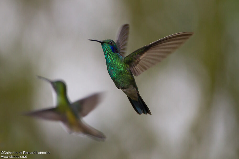 Mexican Violetear, Flight