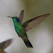 Mexican Violetear