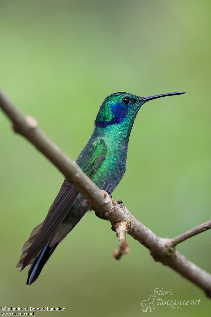 Colibri thalassinadulte