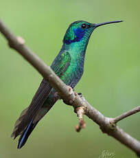 Colibri thalassin