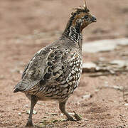 Crested Bobwhite